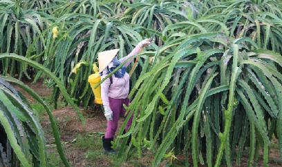 Tăng cường chỉ đạo sản xuất trước, trong và sau Tết