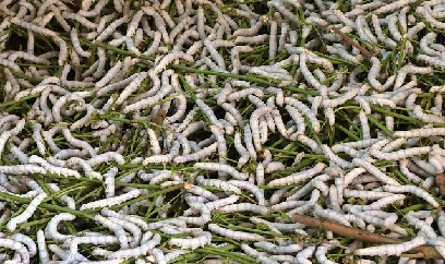 'Chấn hưng' ngành dâu tằm tơ