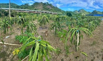 Làm chủ kỹ thuật chấm hoa, nông dân chờ thanh long vụ Tết