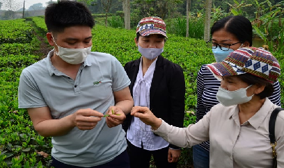 Lưu ý sâu bệnh trên cây chè, cây cà phê ở phía Bắc