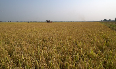 Lúa đông xuân được mùa, nông dân vẫn lãi khá dù giá giảm