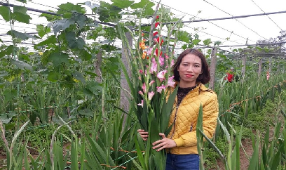 Hoa lay ơn, cơ hội còn rộng mở ở Nghệ An