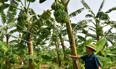 Những vườn chuối phục hồi xanh tốt sau ‘cơn bão' bệnh Panama