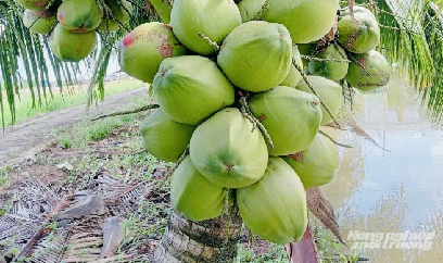 Dừa dứa nước ngọt thanh, cơm béo mềm