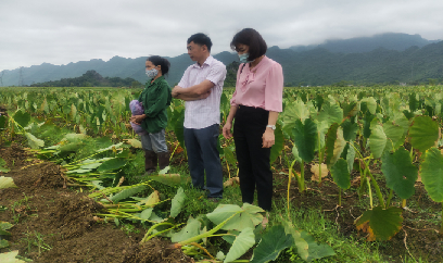 Khoai sọ giá giảm, khó tiêu thụ