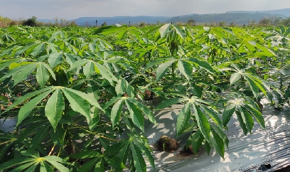 Phương pháp trồng sắn cho năng suất gấp 3 bình thường