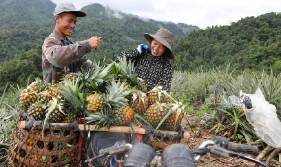 Mường Nhà phát triển kinh tế nhờ cây dứa mật