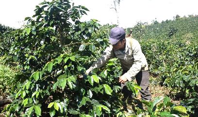 Kon Tum trồng mới 1.000 ha cà phê xứ lạnh