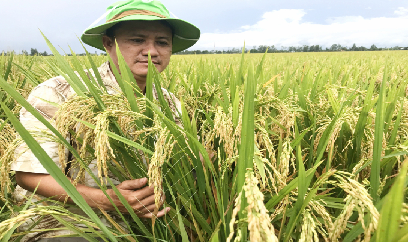 Hiệu quả liên kết sản xuất lúa giống