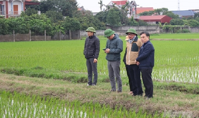 Các tỉnh phía Bắc cơ bản hoàn thành gieo cấy vụ đông xuân