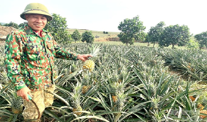 Một thôn thu trên 21 tỷ đồng từ cây dứa