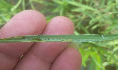 Cao điểm phòng trừ sâu bệnh hại lúa xuân dịp nghỉ lễ