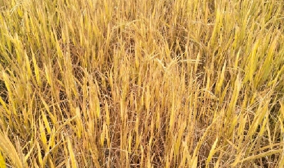 Hơn 8 sào lúa ở Hà Tĩnh chết cháy chưa rõ nguyên nhân
