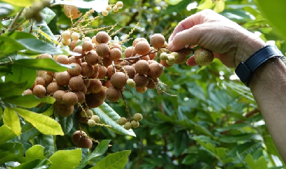 Giống nhãn mới cho trái quanh năm, giá bán hơn 100.000 đồng/kg