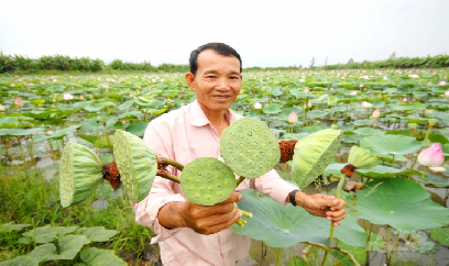 Cần sự khác biệt cho sản phẩm sen Đồng Tháp
