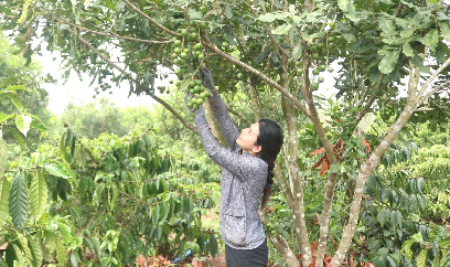 'Xe duyên' cho cặp đôi mắc ca - cà phê