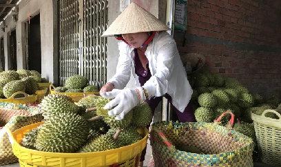 Chuyên nghiệp hóa sản xuất để sầu riêng xuất chính ngạch đi Trung Quốc