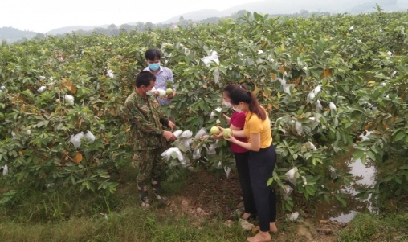 Ổi lê Qúy Hương 'lên hương'