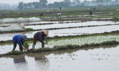 Đảm bảo an toàn cho sản xuất trồng trọt trước rét đậm, rét hại