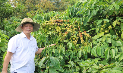 Cà phê tái canh năng suất vượt trội