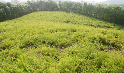 Rành rành xanh lại đồi hoang