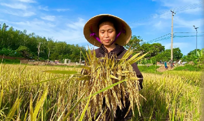 Mùa vàng trên đảo Cô Tô