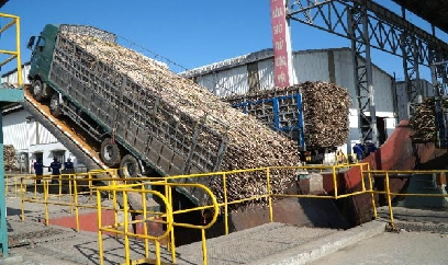 Người trồng mía phấn khởi trước vụ ép mới