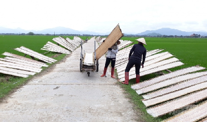 'Thị trường ngách' của lúa gạo chế biến