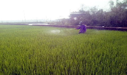 Hơn 800ha lúa ở Thừa Thiên - Huế bị nhiễm đạo ôn