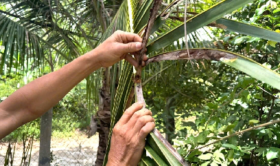 Nhà vườn tích cực phòng trừ sâu đầu đen hại dừa