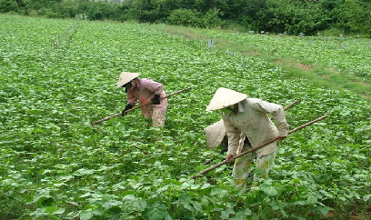 Những cây trồng cạn 'uống' ít nước, cho nhiều tiền