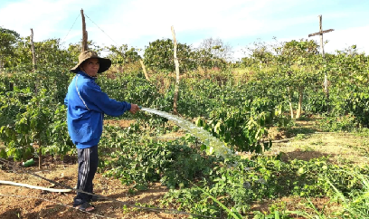 Xăng dầu tăng giá, người trồng cà phê chưa ảnh hưởng nhiều