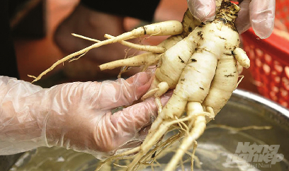 Trồng sâm Báo giá tiền triệu/kg