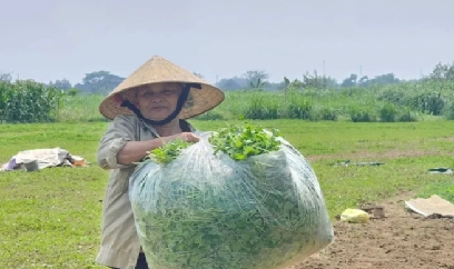 Định danh rau má Hàm Rồng