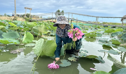 Đất trũng nở hoa sen