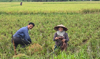 Lúa xuân Hải Phòng được giá, nông dân phấn khởi