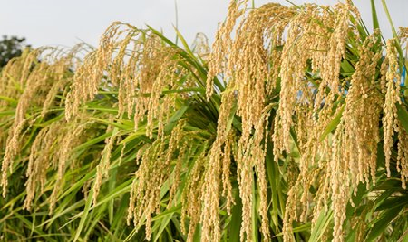 Cục Trồng trọt sửa đổi, bổ sung quyết định gia hạn công nhận lưu hành giống