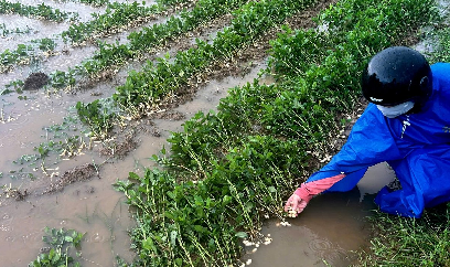 Khôi phục sản xuất nông nghiệp sau mưa lũ Khánh Hòa