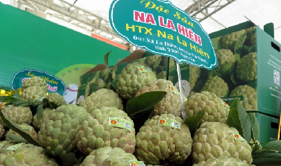 Thái Nguyên kết nối tiêu thụ cho trên 5.000 tấn na