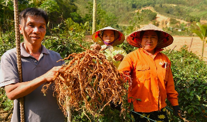 Lạc giữa vườn cây 'ruột gà' ở Tân Sơn