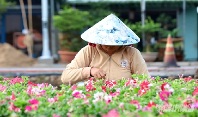 Nông dân ĐBSCL tất bật chăm hoa Tết