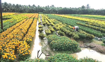 Nhiều cơn mưa trái mùa, người trồng hoa Tết gặp khó