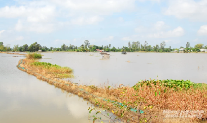 Chủ động đón lũ để phục hồi đất lúa