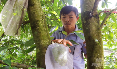 Mãng cầu Xiêm năng suất cao trên vùng đất trũng phèn