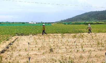 Tỏi Lý Sơn lại mất mùa thảm hại, nông dân khốn khó