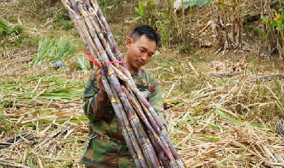 Khởi sắc mía đường: [Bài 3] Hơn 10 năm thoát nghèo nhờ cây mía