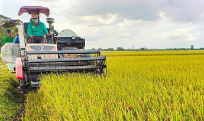 Đa dạng thị trường, khẳng định tên tuổi vải thiều Việt Nam