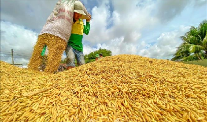 Sản xuất lúa vụ thu đông, vụ mùa cơ bản đạt kế hoạch