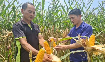 Dưa hấu vụ xuân được mùa, được giá