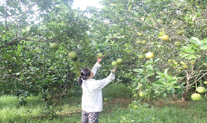 Cần sớm vực dậy chất lượng bưởi hồng Quang Tiến